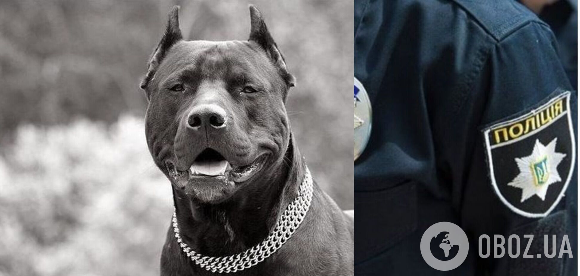 В Харькове бойцовская собака напала на людей: жители дома боятся выходить из квартир. Видео