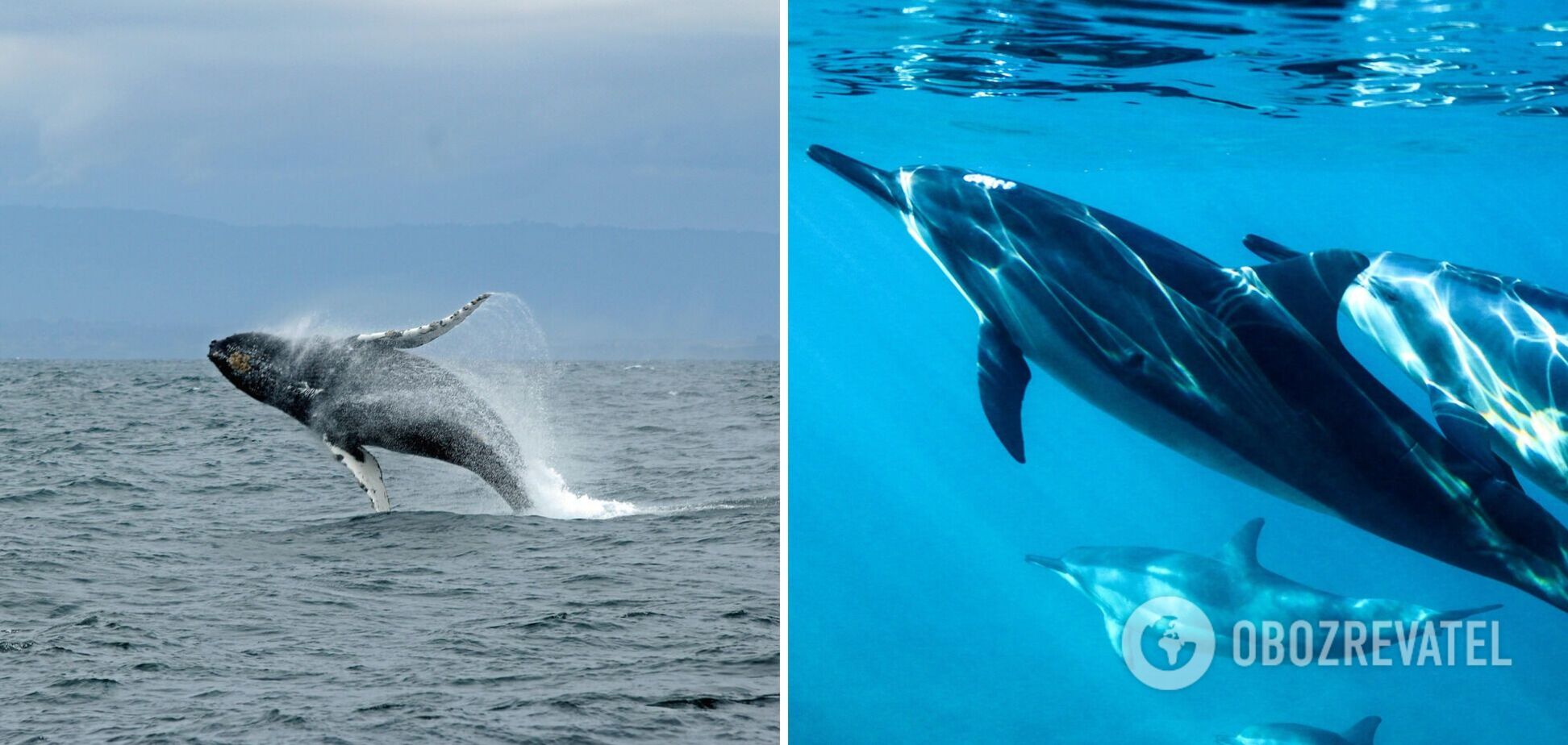 Всесвітній день китів і дельфінів відзначається з 1986 року