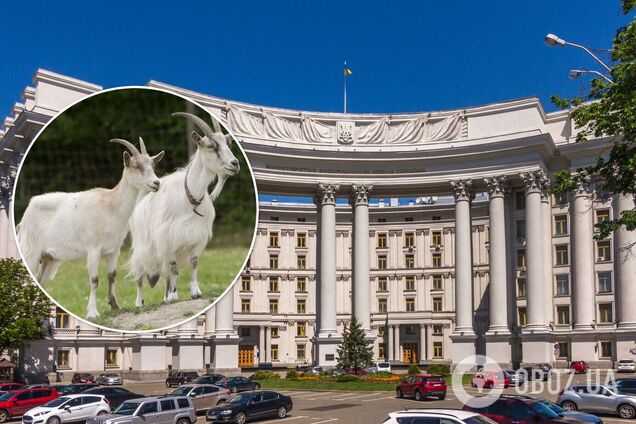 У центрі Києва біля будівлі МЗС паслися кози. Фото