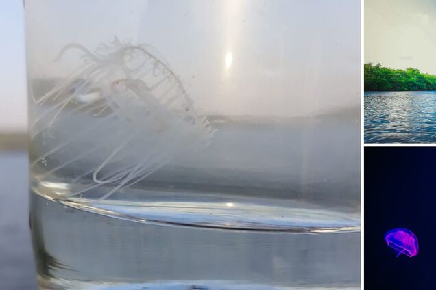 В Днепре под Черкассами обнаружили микроскопических медуз. Видео
