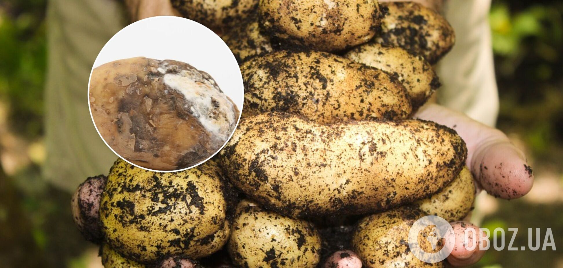 В Украине испортилось качество картофеля