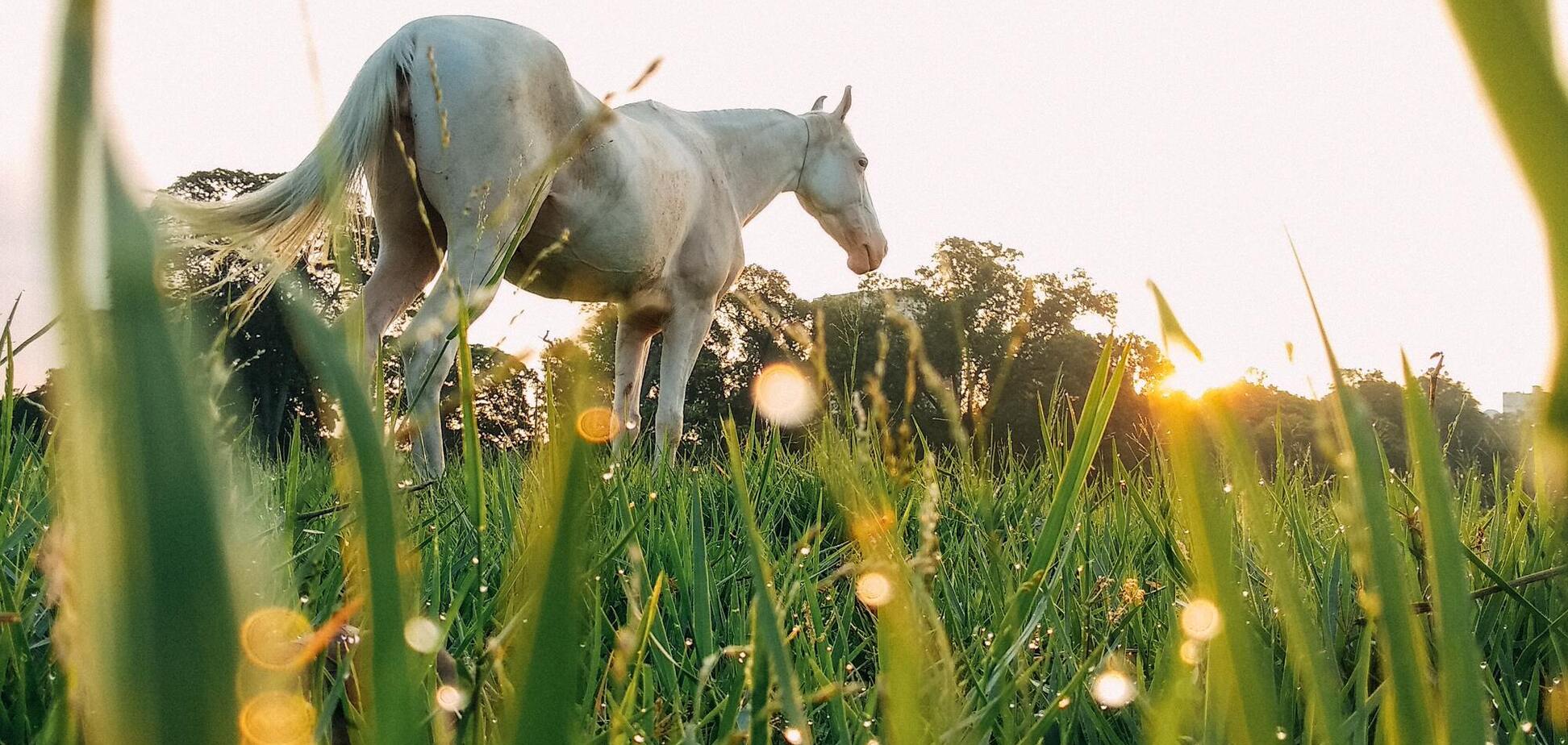 25 липня: свята, що не можна робити, прикмети й іменинники