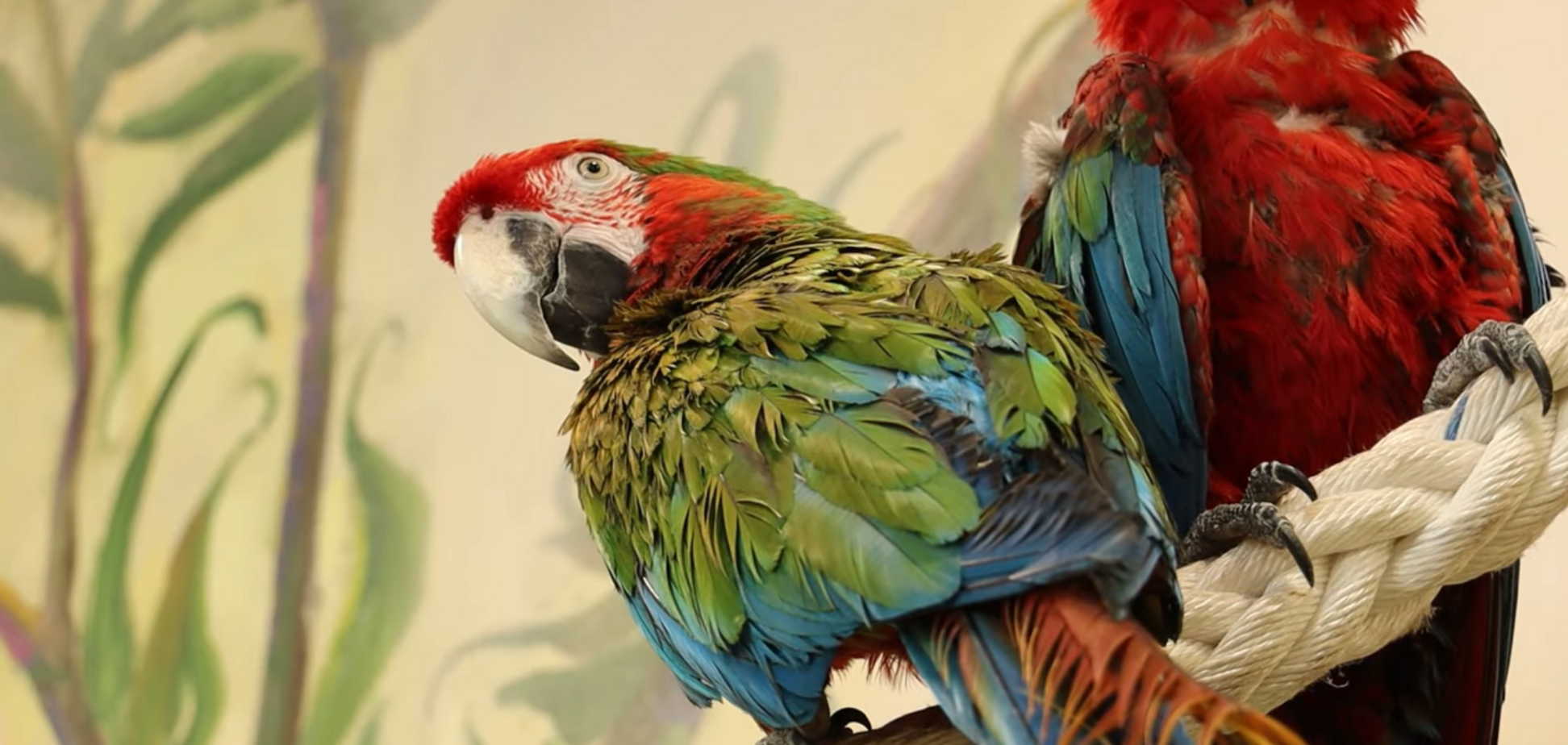 Попугай Кернеса теперь живет в зоопарке