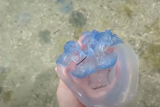 В море много медуз.