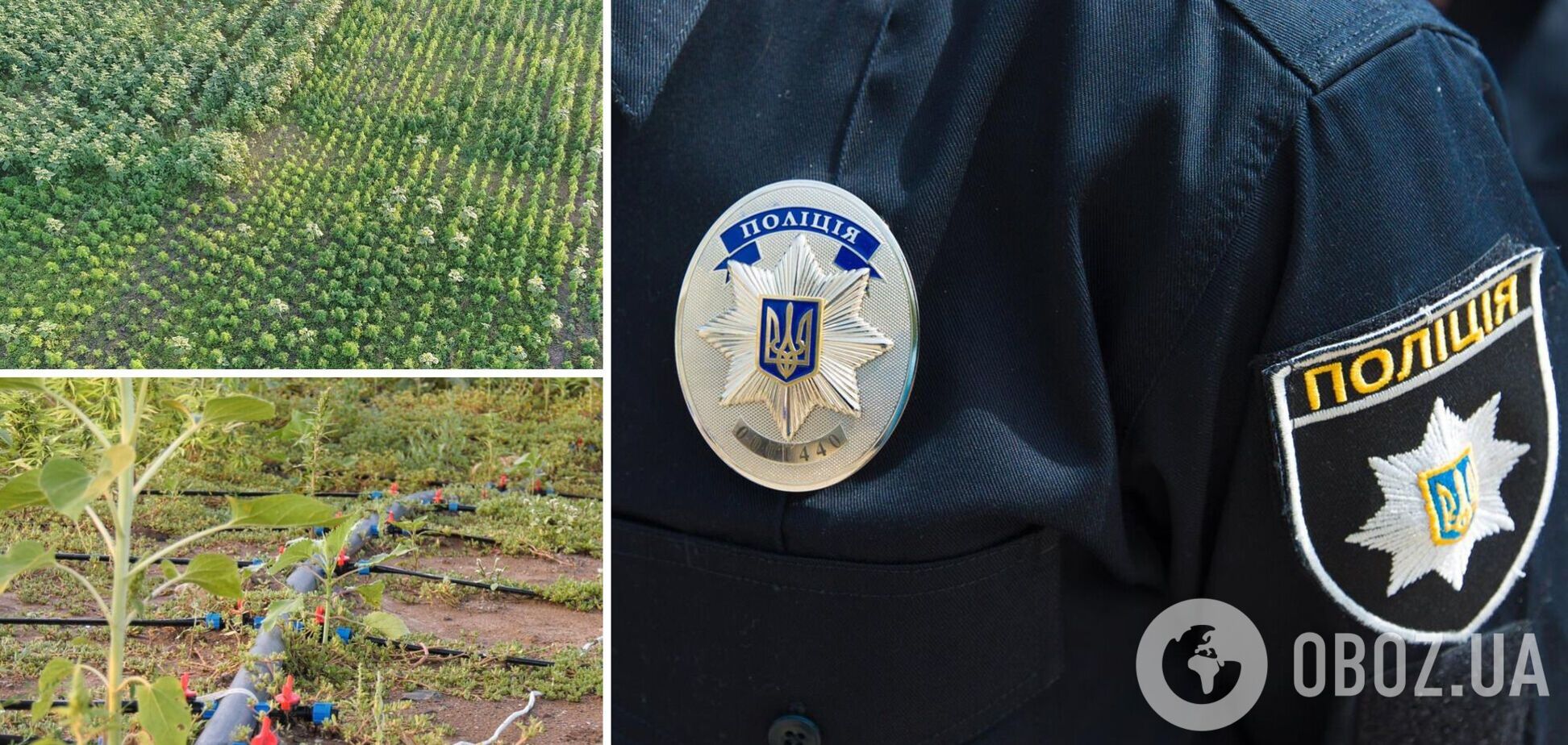 Поле конопель на Херсонщині