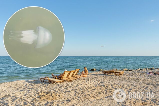 Почему украинские курорты атаковали медузы и когда закончится нашествие. Ответ биолога