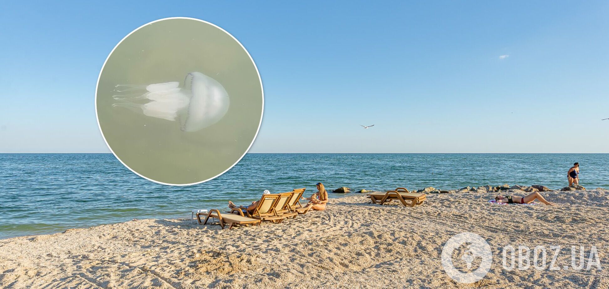 Почему украинские курорты атаковали медузы и когда закончится нашествие. Ответ биолога