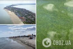 У Затоці на деяких пляжах тонни зелених водоростей