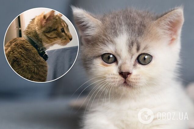 Уникальный котенок с четырьмя ушами стал интернет-сенсацией. Фото
