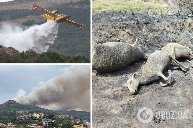 В Італії спалахнули масштабні лісові пожежі, люди змушені залишати свої будинки. Фото і відео