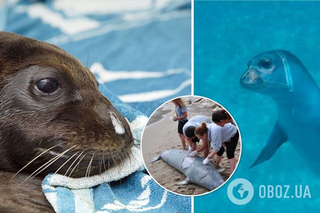 В Греции гарпуном убили знаменитого тюленя Костиса – талисмана острова Алонисос. Фото и видео