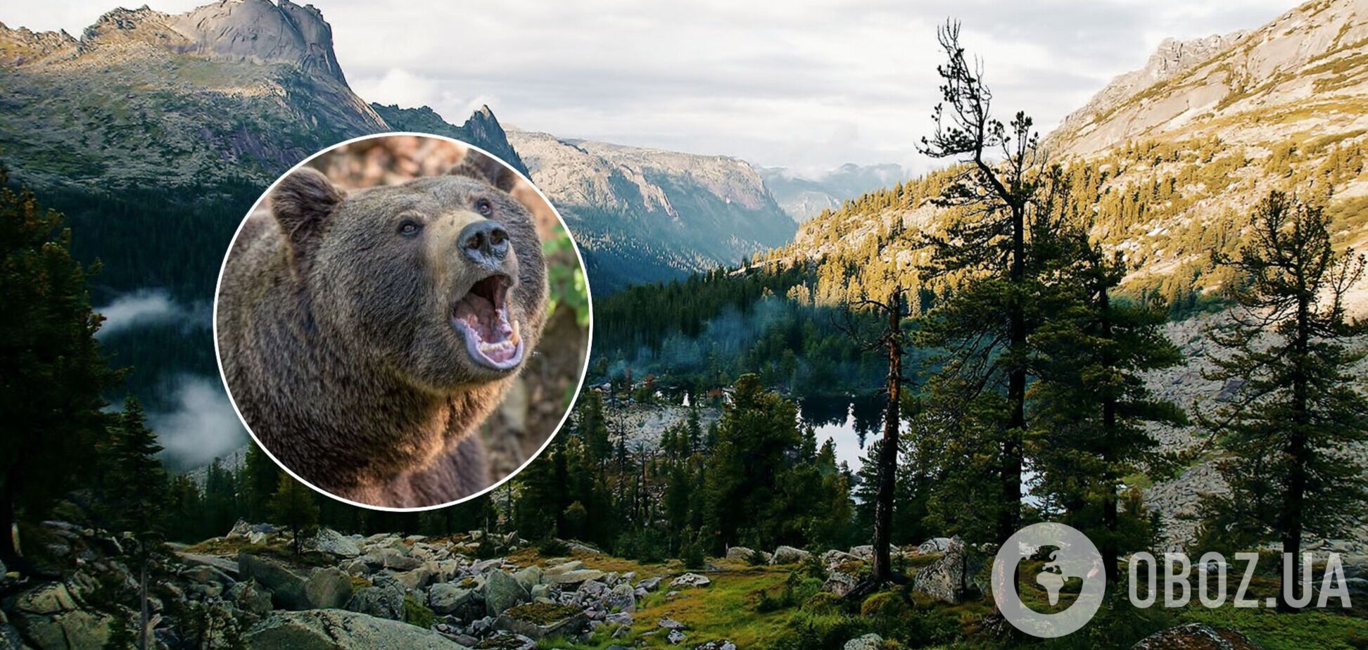 Ведмідь напав на туристів у Росії