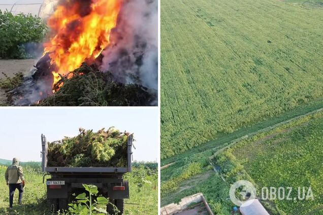 На Херсонщині поліція знищила рекордну плантацію конопель. Фото та відео