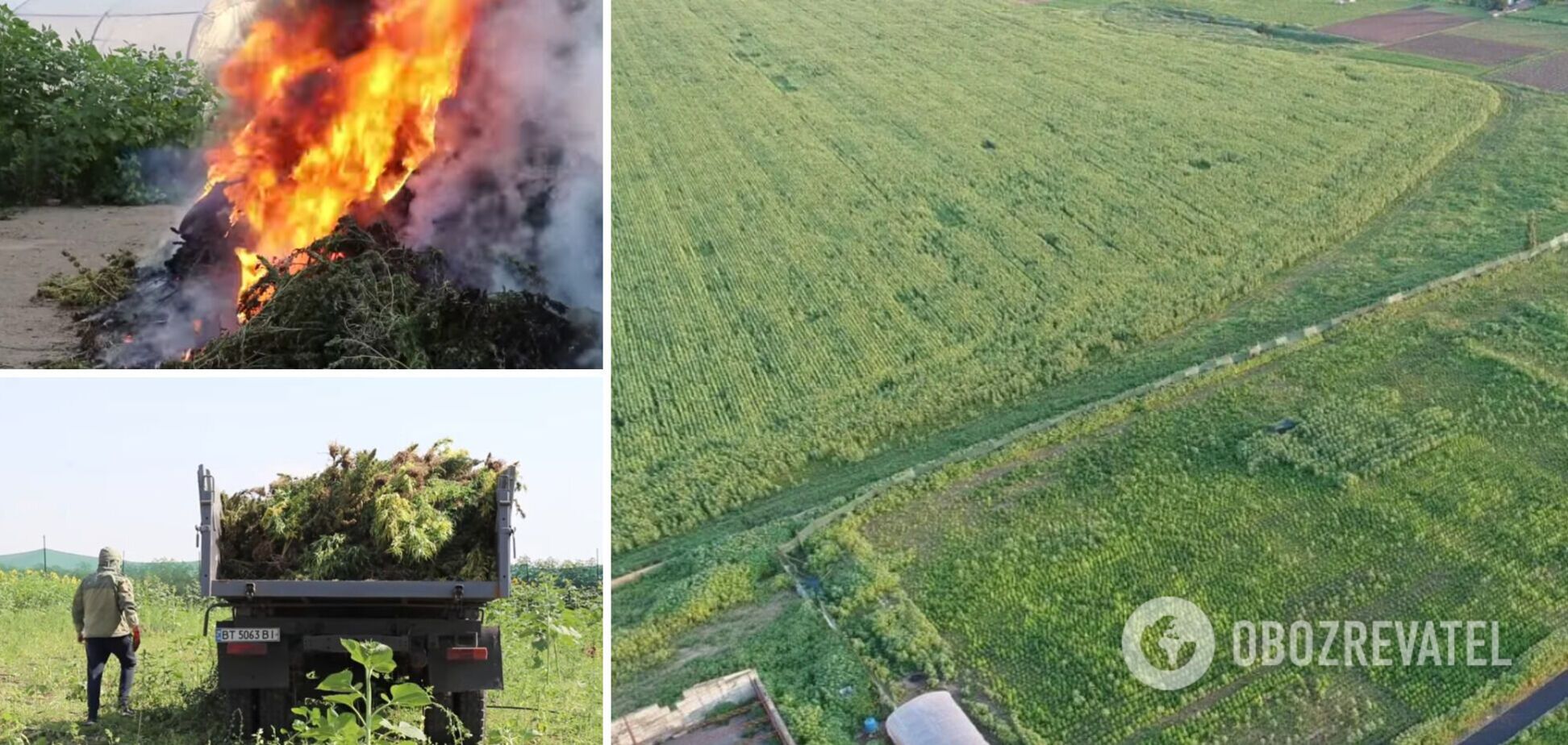 На Херсонщині поліція знищила рекордну плантацію конопель. Фото та відео