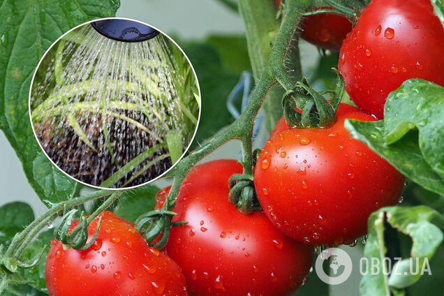 Посівний календар на серпень 2021 Україна