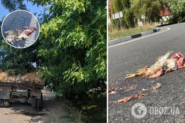 На Закарпатье из грузовика на дорогу высыпались дохлые куры. Фото
