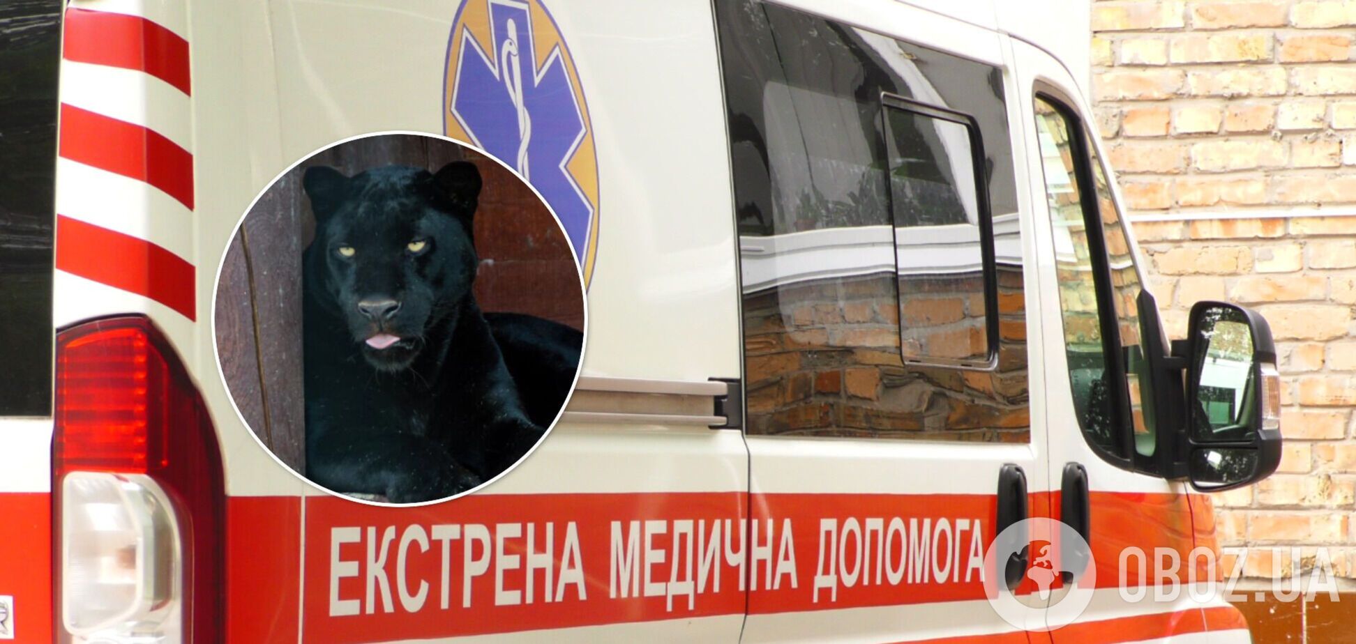 Пантера напала на людину