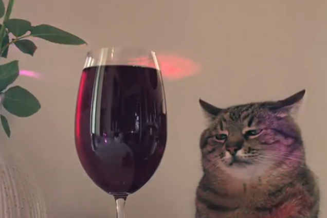 Кот из Украины стал мемом в сети