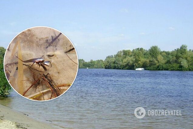 У Києві на озері виявлено скорпіона: відпочивальників попередили про небезпеку