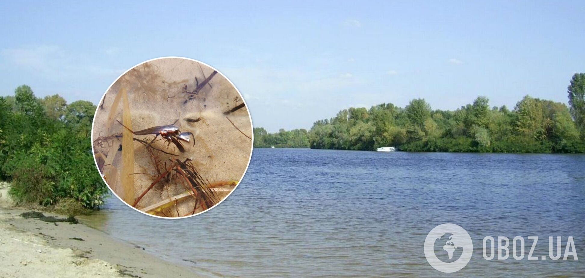В озерах Києва виявили 'водяних скорпіонів': вчені пояснили, чи загрожують вони людям. Фото