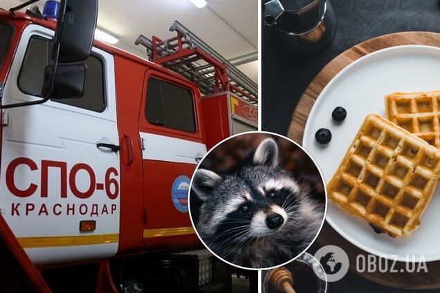 В России енот забрался в магазин и украл вафли. Видео