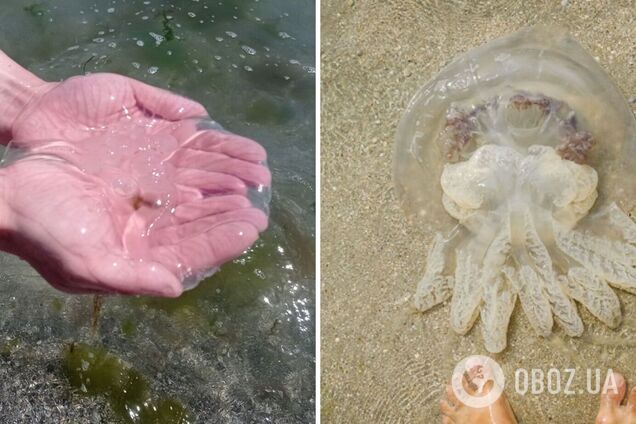 Нашествие медуз в Азовском море