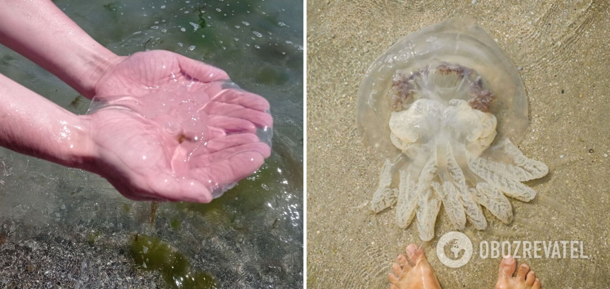 Нашестя медуз в Азовському морі