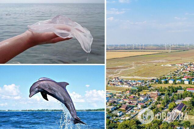 На популярних українських курортах стало менше медуз і з'явилися дельфіни. Відео