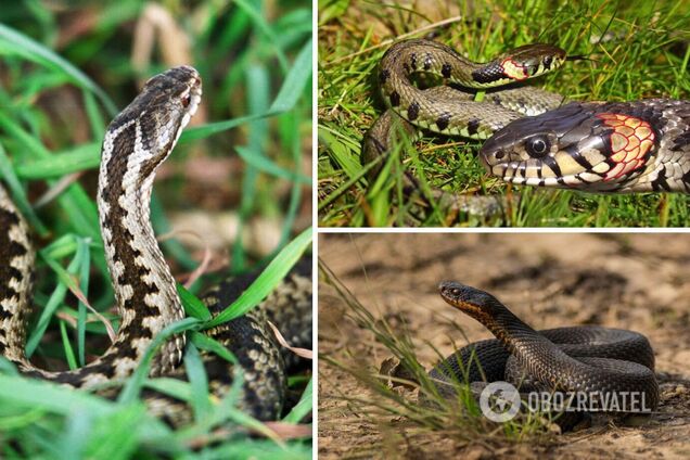Змеи стали чаще нападать на украинцев: как уберечься и что делать в случае укуса
