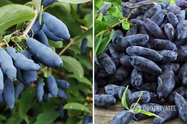 На ринках України з'явилася жимолость: що це за ягода та яка від неї користь. Відео