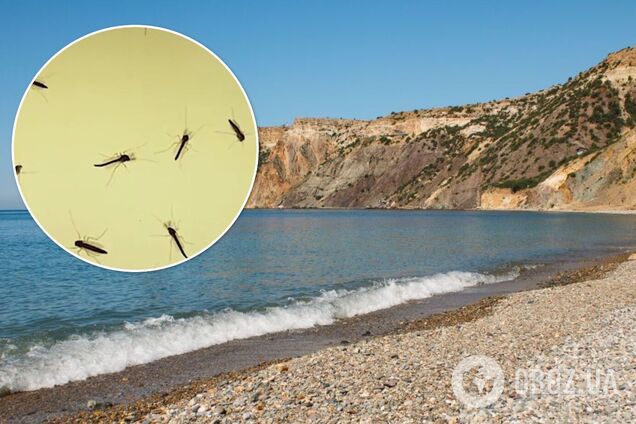 В Крыму началось нашествие комаров, 'тучи' насекомых не дают туристам покоя. Видео