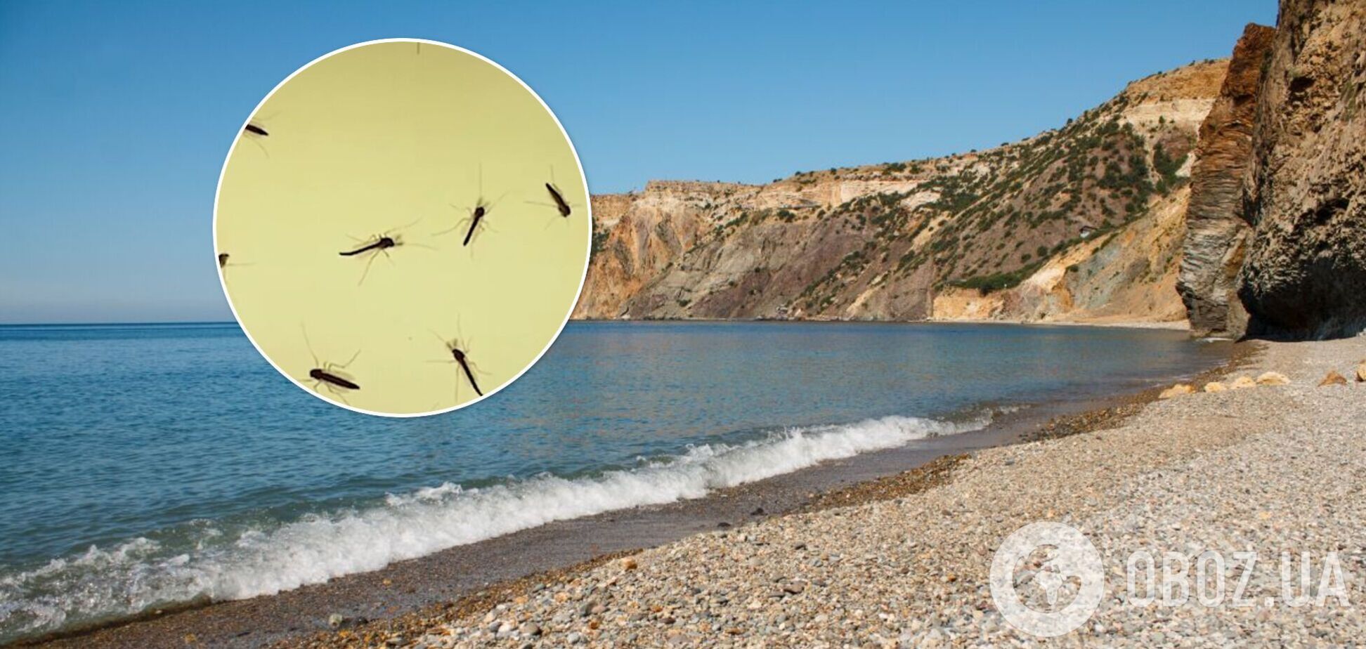 В Крыму началось нашествие комаров, 'тучи' насекомых не дают туристам покоя. Видео