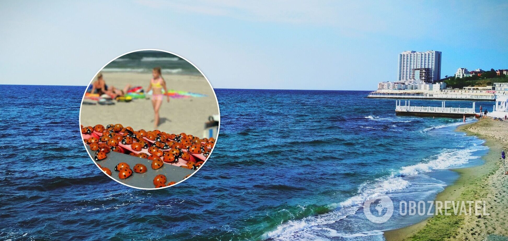 Божьи коровки 'атаковали' морское побережье