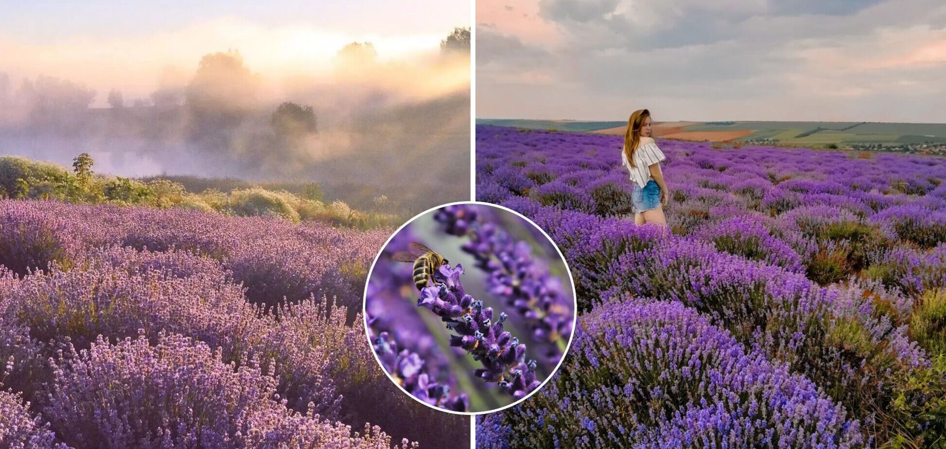 В Украине массово цветут лавандовые поля: где лучшие локации для фотосессий