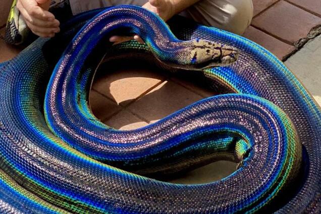 Змея с необычным окрасом из США
