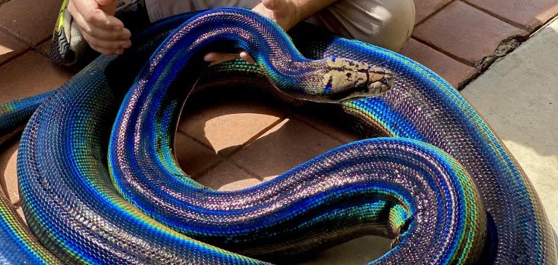 Змія з незвичайним забарвленням із США