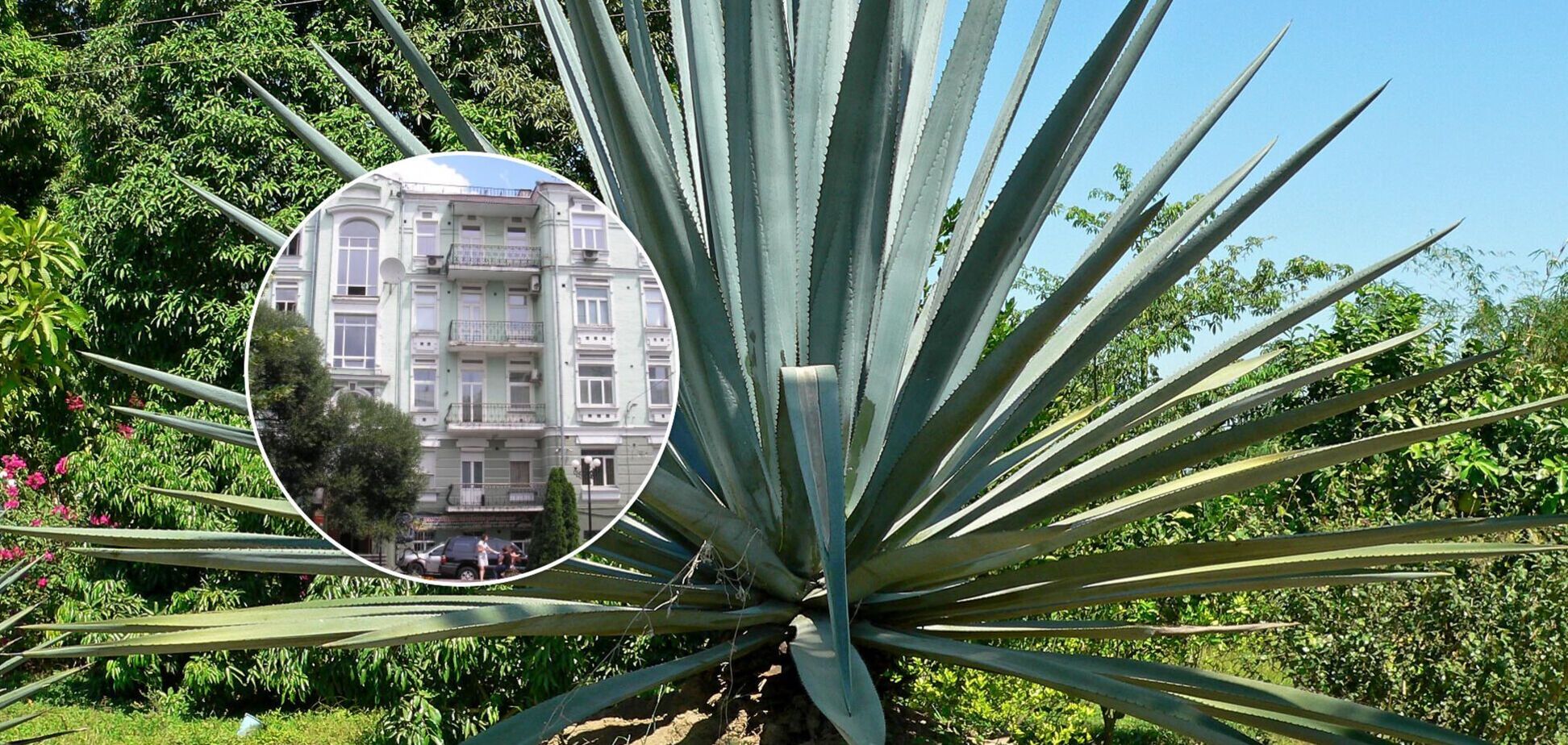 В Киеве покажут мексиканскую агаву и удивительные кактусы