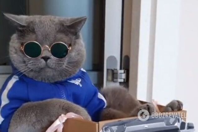 Кот-блогер прославился в сети