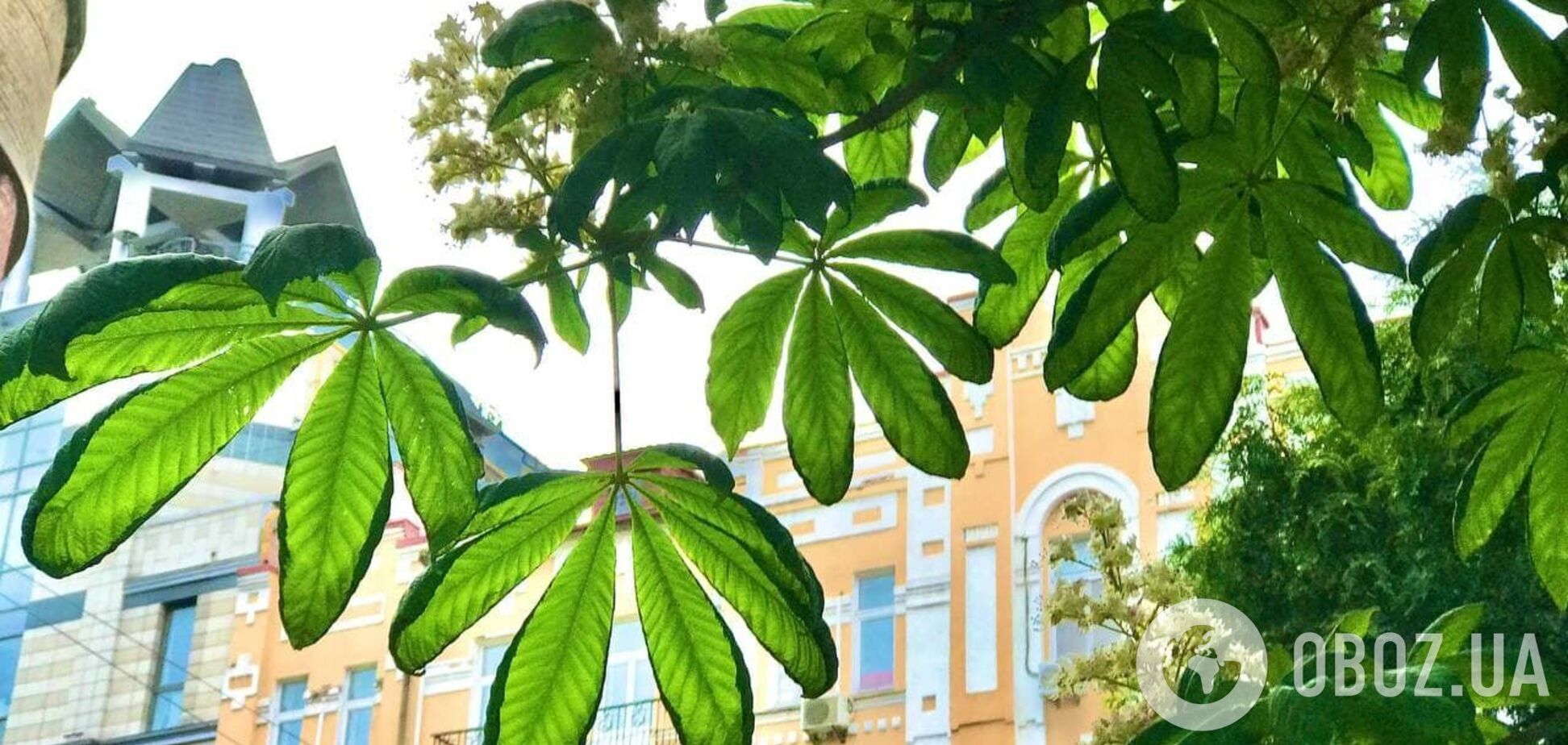 В Киеве появятся 32 зеленые зоны: перечень адресов