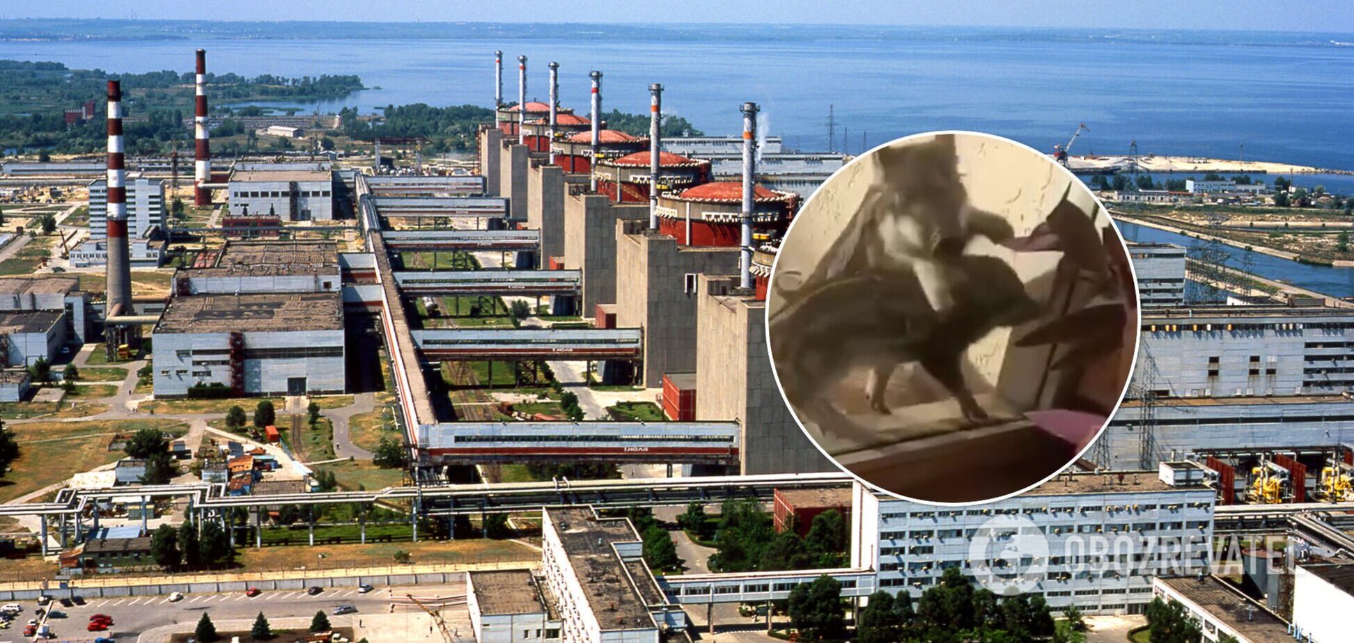 Под Запорожьем дикие кабаны 'атаковали' атомную электростанцию. Видео