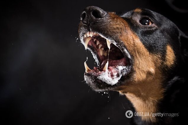 В Киеве бойцовская собака нападала на людей и покусала ребенка. Фото