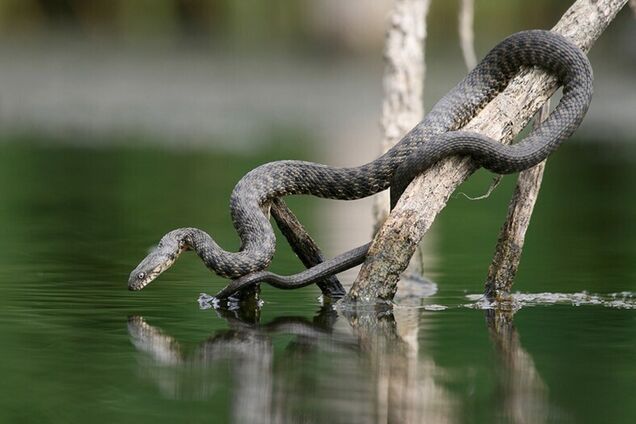 На Львовщине ребенка укусила змея