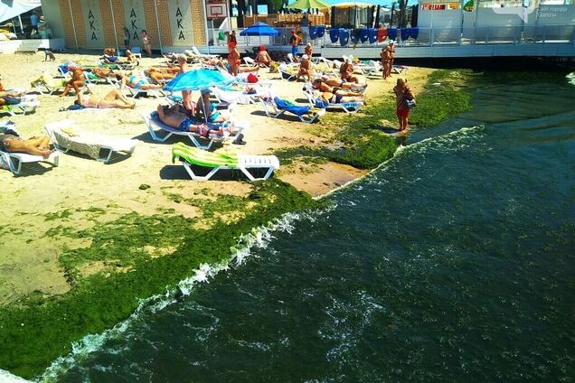 На поверхности воды плавает буквально зеленый ковер