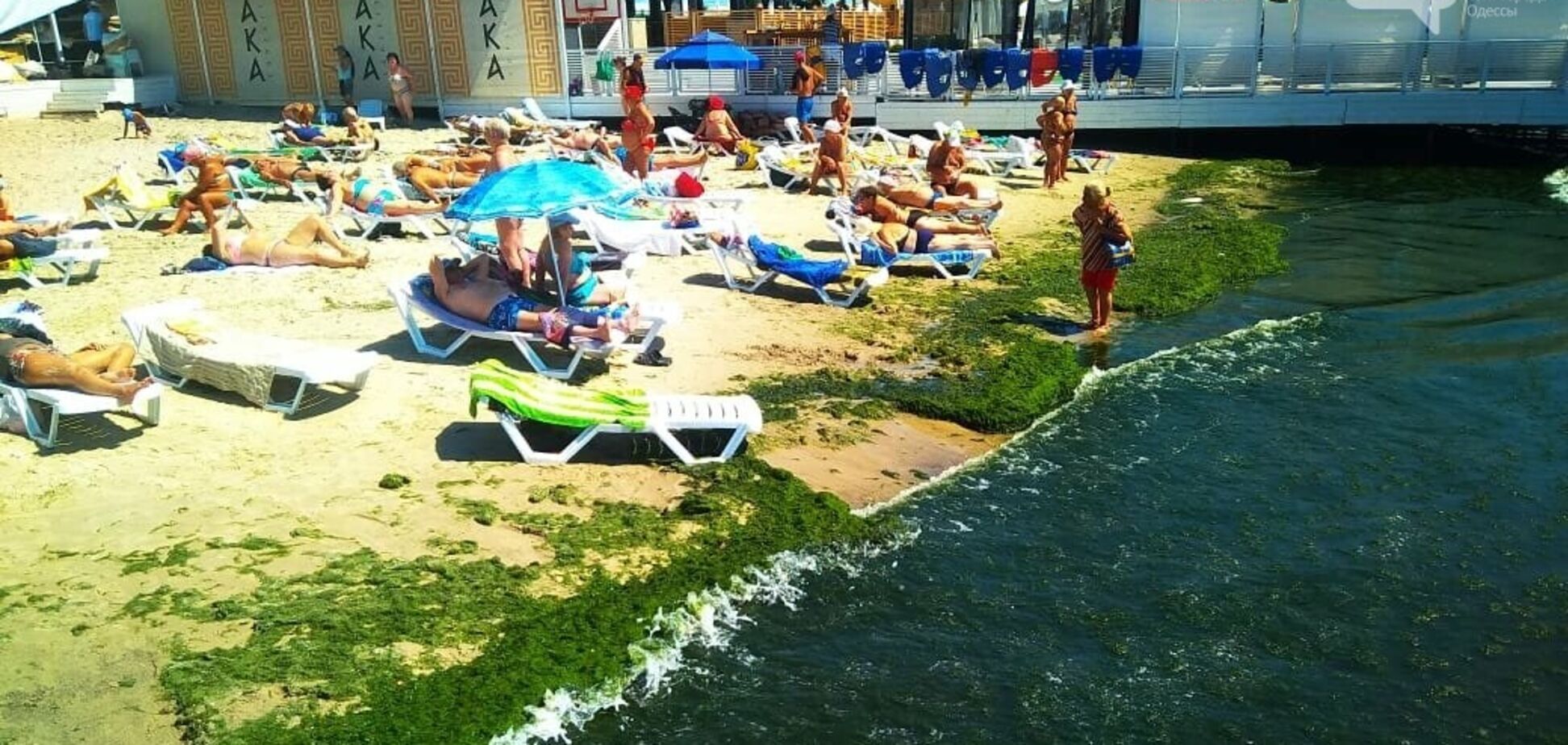 На поверхні води плаває буквально зелений килим