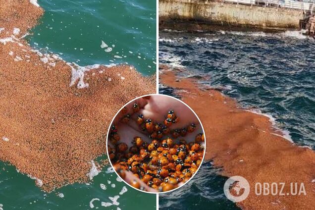 Красные божьи коровки захватили Ланжерон в Одессе. Фото островов из насекомых
