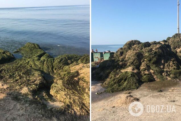 В курортном Бердянске пляжи 'утопают' в водорослях, к их расчистке привлекли бульдозеры. Фото и видео