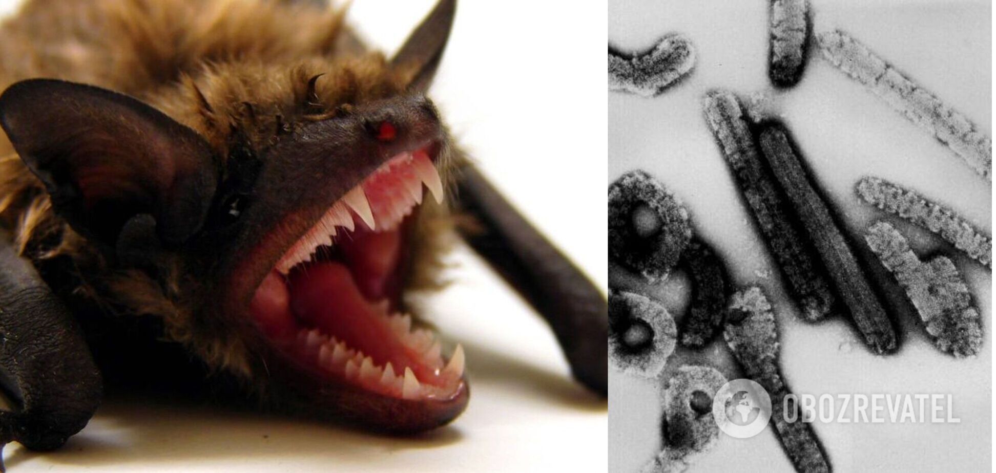 Хвороба передається людям від плодоядних кажанів