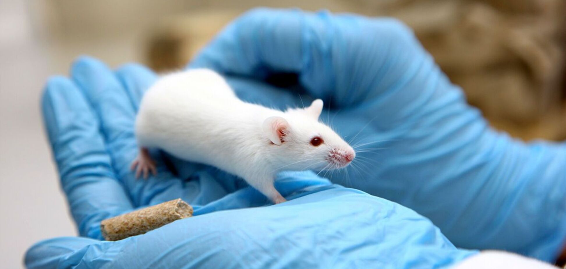 Учені омолодили мозок мишей за допомогою пересадки калу