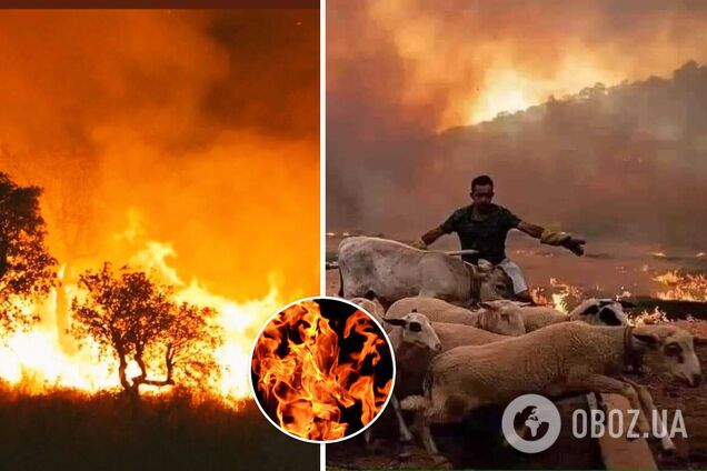 Пожары в Алжире