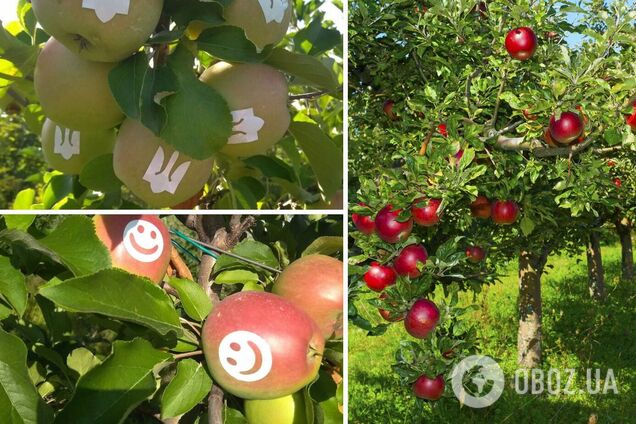 Яблоки с трезубцем